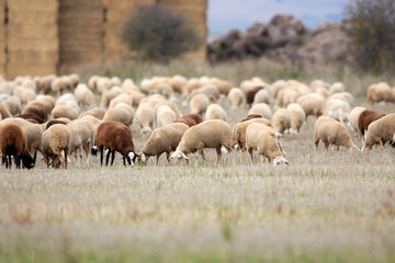 Sheep grazing	