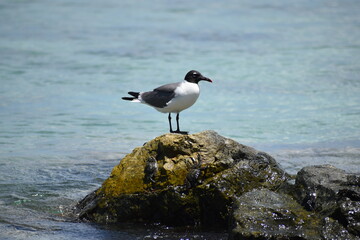 A Laughing Gull (Leucophaeus atricilla) perched on a rock at the Swallow's Bay on the Caribbean island of Tobago.