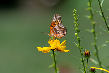 Variegated fritillary or Euptoieta Claudia on bright yellow cosmos flower. It is a North and South American butterfly in the family Nymphalidae. Cosmos are herbaceous perennial plants or annual plants
