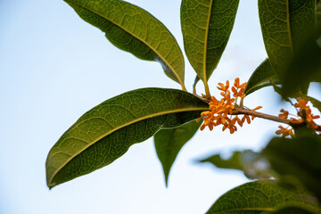 オレンジ色の花を咲かせたキンモクセイ
