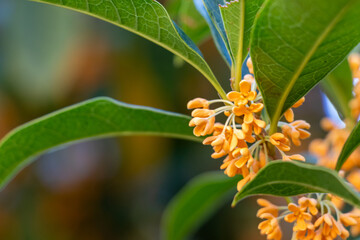 キンモクセイのオレンジ色の花
