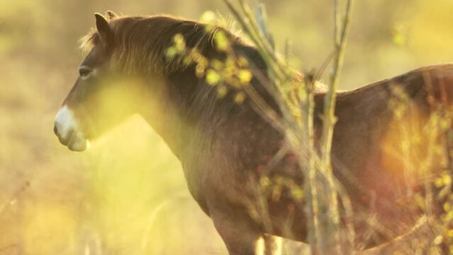 Closeup sunlit wild exmoor pony horse have rest standing in the middle of pasture in late autumn nature habitat in Milovice, Czech republic. Protected animals considered as horse ancestor