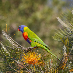 Rainbow Lorikeet Facing Away