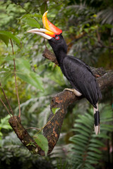 Hornbill bird at the Kuala Lumpur Bird Park.