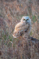 Great Horned Owlet on ground perch after falling from nest in the Grasslands region of Alberta