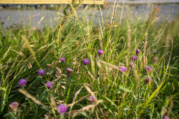 flowers in the grass