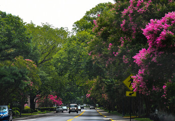 Lovely road and crape myrtle, Fort Monroe, Virginia