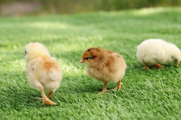 Many cute chicks on green artificial grass outdoors, closeup. Baby animals
