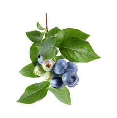 Twig with tasty blueberries and leaves isolated on white