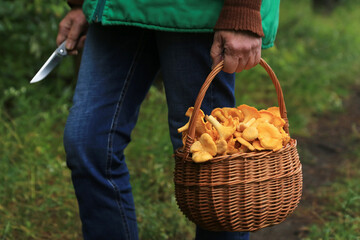 Сhanterelle mushrooms in mushroom picker hands in basket. Mushroomer with knife and wild forest...