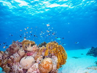 美しいサンゴとデバスズメダイの群れとダイバー
沖縄県島尻郡慶良間諸島阿嘉島北浜ビーチ
