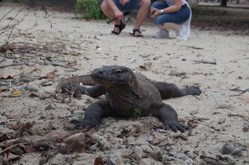 インドネシア,コモドドラゴン,コモドオオトカゲ