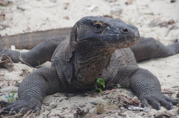 インドネシア,コモドドラゴン,コモドオオトカゲ