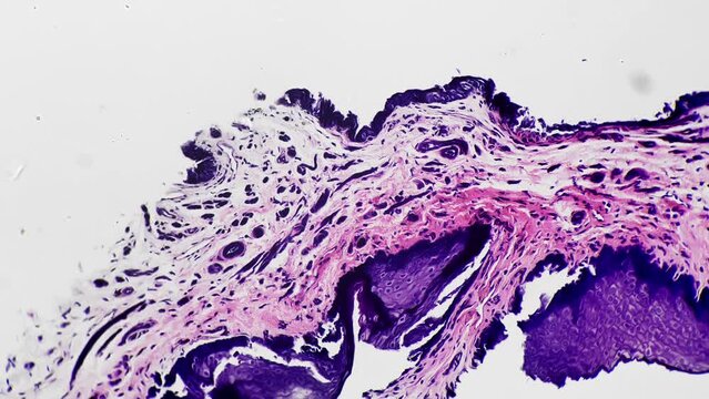 A microscopic view of a cross sectional view of the human penis under 100x magnification against a bright field background. Male reproductive organ is being studied to analyze its anatomical structure