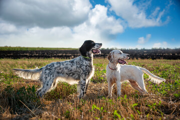 Two white and black English setter dogs stand in a mowed field on a bright sunny day. An adult dog and a puppy walk outside the city.