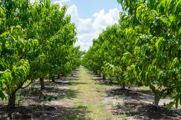 Fototapeta na wymiar Rows of cultivated red gala apple trees on an orchard. The farm soil is dry with grass spots. The daytime sky is blue with white clouds. The trees are dwarfed with a thick oval crown and lush leaves.