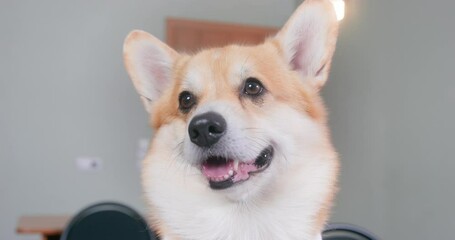 Portrait of joyful smiling corgi dog, optimist positive thinking. Friendly socialized obedient puppy in veterinary clinic. Obedient pet trustingly joyfully listens to handler commands at training