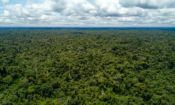 Forest seen from above. Lots of green area in a beautiful horizon.