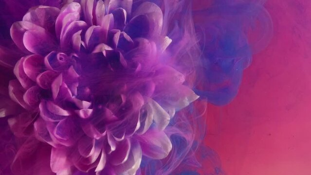 Vertical video. Flower smoke. Ink water. Underwater blossom. Nature fragrance. White blooming daisy petals in purple blue color paint floating on pink abstract art background.