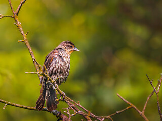 Female Red-winged Blackbird perched high up in a tree