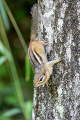 Close up of a chipmunk in a tree