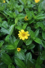 A yellow color wedelia chinensis flower surrounded by green leaves in a garden