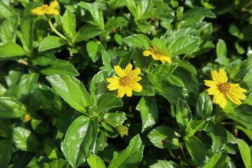 A yellow color wedelia chinensis flower surrounded by green leaves in a garden