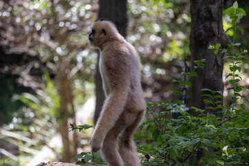 howler monkey standing
