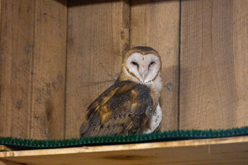 Obraz premium owl in barn