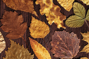 Fototapeta na wymiar Trend autumn pattern from colored autumnal leaves with water drops, on dark brown wood, top view nature flat lay, colorful wet foliage as natural seasonal background. Fall aesthetic photo