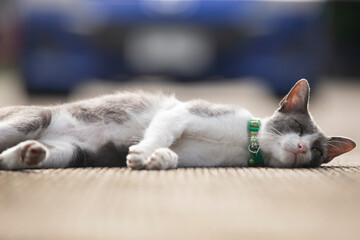 Cute cat lying on the floor, shallow depth of field.
