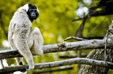 A Gibbon monkey in the zoo