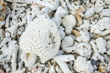 白いビーチの美しいサンゴの欠片
沖縄県島尻郡慶良間諸島座間味島座間味港
