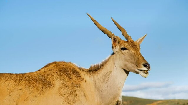 Majestic common eland Taurotragus oryx chewing in morning sun, profile closeup