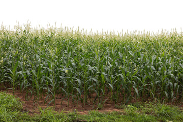 Green corn maize field growing on soil isolated on white background