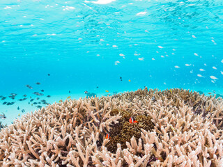 可愛いサンゴ礁とハマクマノミとデバスズメダイの群れ
沖縄県島尻郡慶良間諸島座間味島阿真ビーチ
