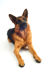 Pastor alem&aacute;n perro mascota