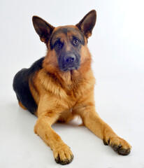 Pastor alemán perro mascota