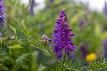 Purple flower spike with serrated green leaves - shallow depth of field - garden background. Taken in Toronto, Canada.