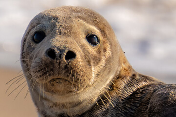Close up photo of a seal resting on the beach at the north end of Block Island, Rhode Island,...