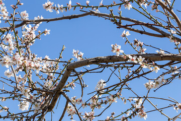  fruit tree in blossom, against blue sky