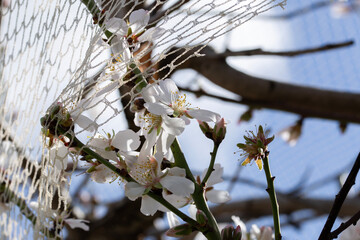 white net covering fruit tree in blossom