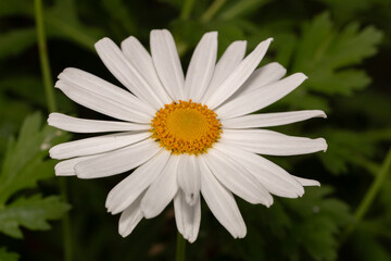 close-up detailed shot of a common white daisy flower in the garden