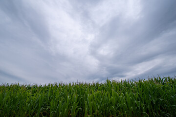 Corn field foreground and sky
