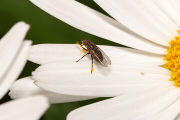 fly on a white daisy flower