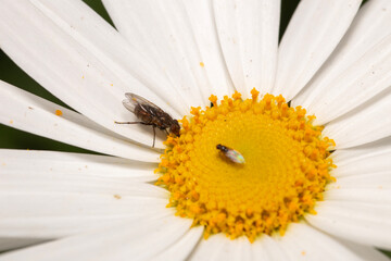 Two species of flys on a white daisy flower 