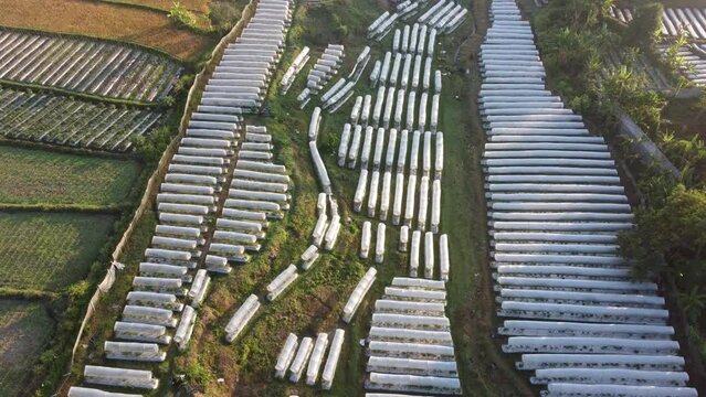 Aerial view chili plantation with a protective cover in Yogyakarta Indonesia