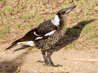Australasian Magpie in Queensland Australia