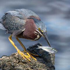 Green Heron enjoying a snack on the south bank of the Cape Cod Canal, Massachusetts