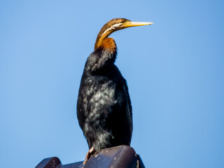 Australian Darter in Queensland Australia